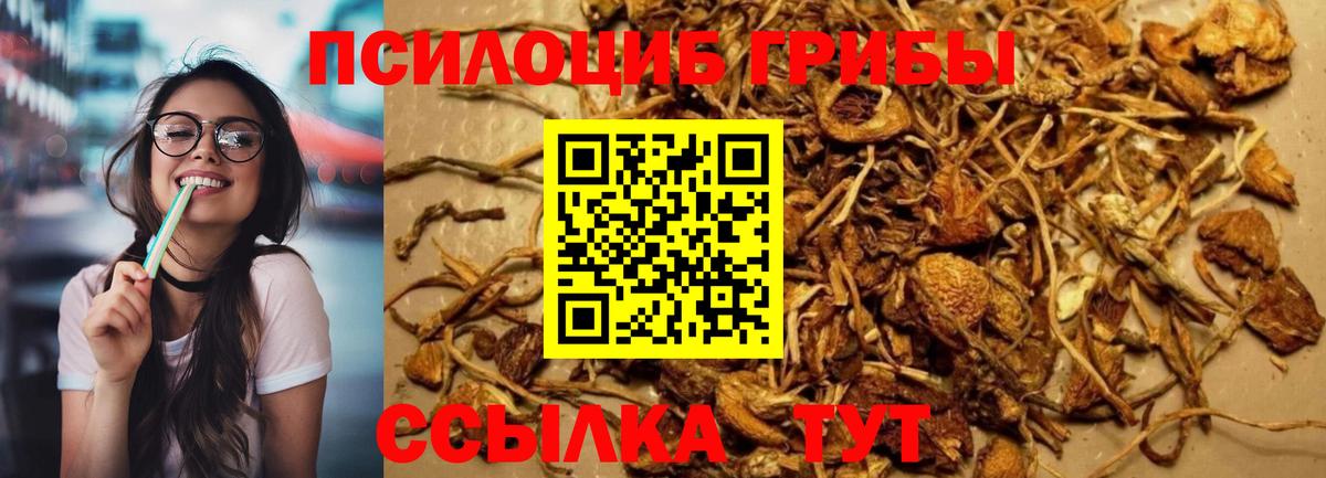 Элиста  Псилоцибиновые грибы MAGIC MUSHROOMS  Псилоцибиновые грибы прущие грибы  Вход с VPN 